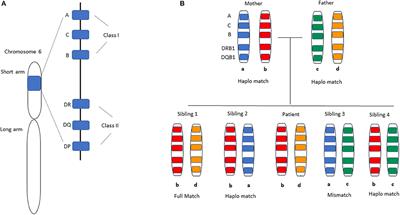 Key Aspects of the Immunobiology of Haploidentical Hematopoietic Cell Transplantation